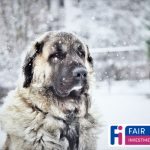 Pet Insurance News Pet Insurance Is Snow Joke For Injured Pets