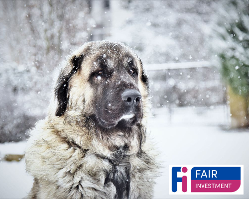 Pet Insurance News Pet Insurance Is Snow Joke For Injured Pets